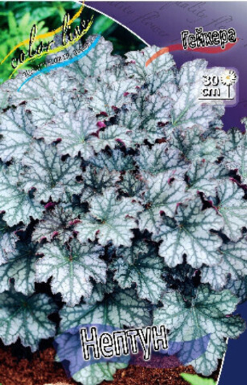 Гейхера Нептун