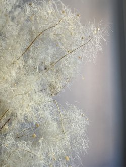 Котинус стабилизированный выбеленный