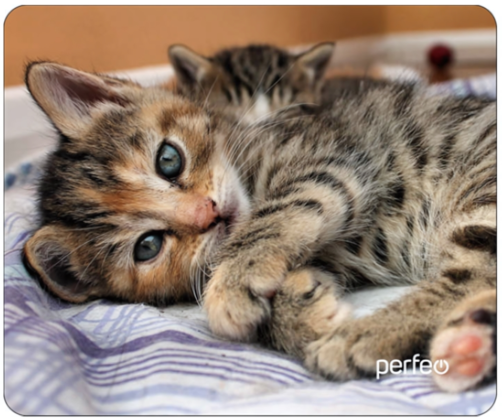 Perfeo Коврик для компьютерной мыши "Cat", Рис.46 (240*200*2 мм), ткань+резиновое основание