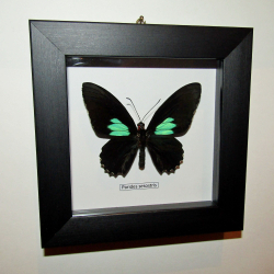 Бабочка Parides sesostris рамке