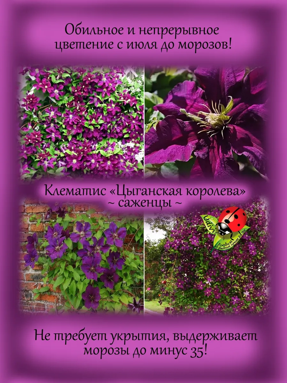 Клематис Цыганская Королева Джипси Куин постоянноцветущий
