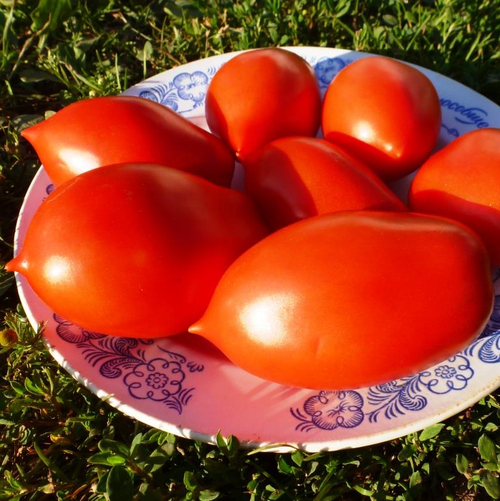 Помидоры Король Гумберт - Roi Humbert