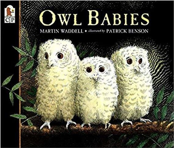 Owl Babies