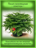 Пилея моховидная