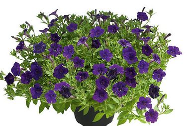 32174 Петуния MINI VISTA VIOLET  (ВЕСНА 2025)