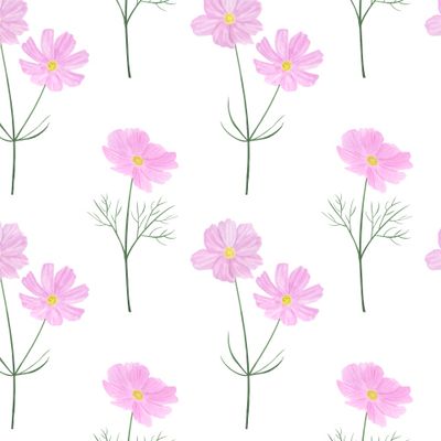 Цветы Космеи акварель