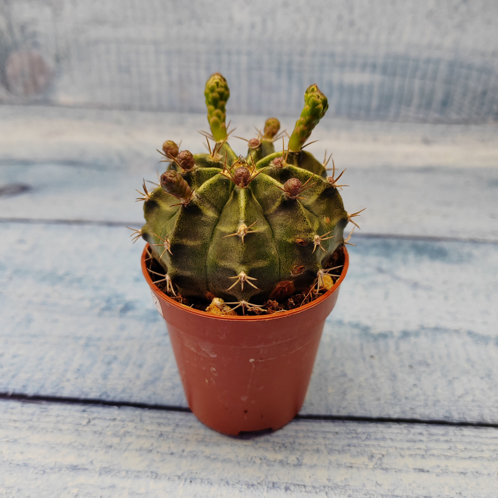 Gymnocalycium Friedrichii (Гимнокалициум)