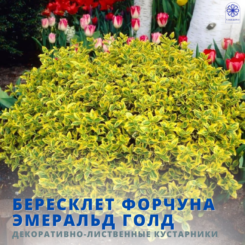 Бересклет Форчуна Эмеральд Голд