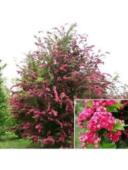 Боярышник средний Паулз Скарлет штамб 150 см Закупка М66 апрель 2026