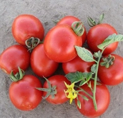 Боцман F1 семена томата процессингового (Clause / Клос)