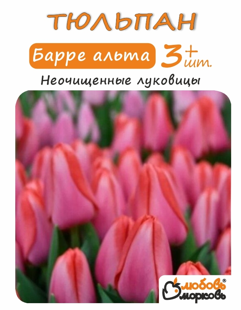Тюльпан Луковица, Барре альта 3+ шт
