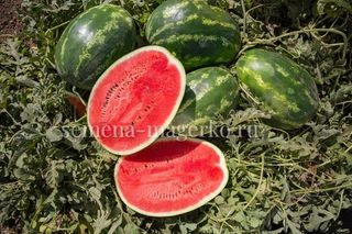 Арбуз Юкон F1 (100 семян)