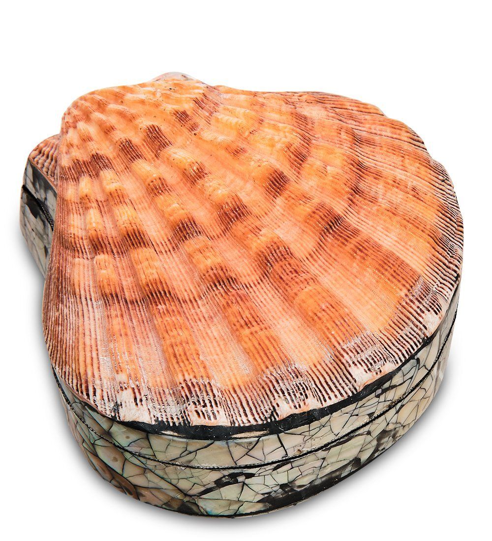 Decor and Gift 54-043 Декоративная шкатулка «Ракушка»