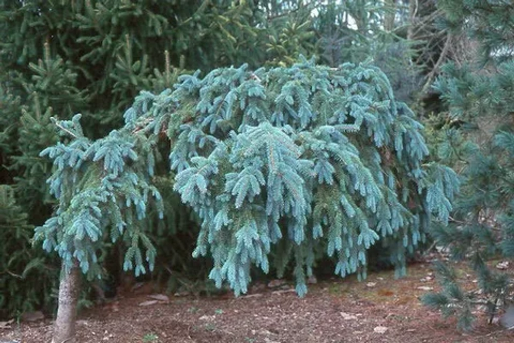 Ель обыкновенная Зе Блюз С12 80-100 см Закупка М49 весна 2026