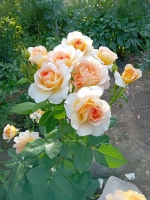 Роза флорибунда Кокард