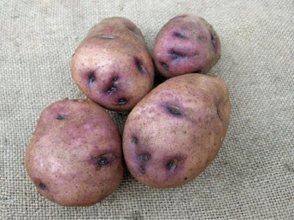 Картофель семенной Синеглазка супер элита (сетка 2 кг)