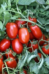 РЕТАНА F1 семена томата (Vilmorin | Alexagro)