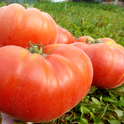 Помидоры Абрикос