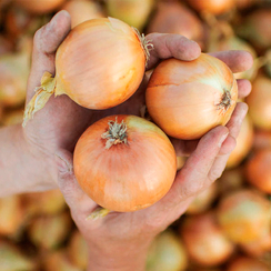 БЕЛЛЕСКО F1 семена лука репчатого (Hazera | Хазера)