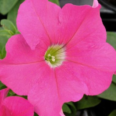 S6095 Петуния кустовая Multiflora MIRAGE PINK 100 шт.
