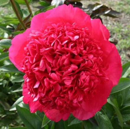 Пион Комманд Перформанс