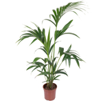 Пальма Ховея Форстериана