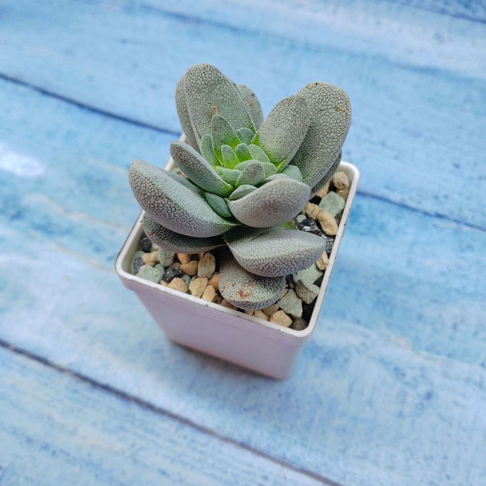 Crassula Tecta (Крассула)