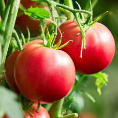 Пинкджейн F1 семена томата детерминантного (Enza Zaden / Энза Заден)
