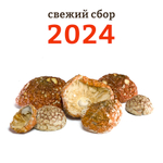 Мухомор красный отборные молодые шляпки 1 кг в вакууме. Сбор 2024 года!