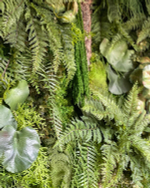 Папоротник остролистный ветка 130 см.