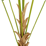 Дипсис 180 см.