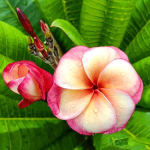 Плюмерия THONG TAWEEKOON