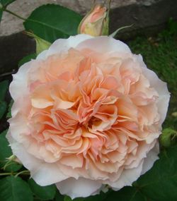 Фруфрутант Жаки (Froufroutante Jackie)