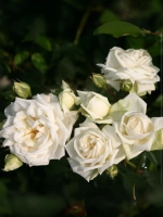 Роза плетистая Илзе Крон Супериор