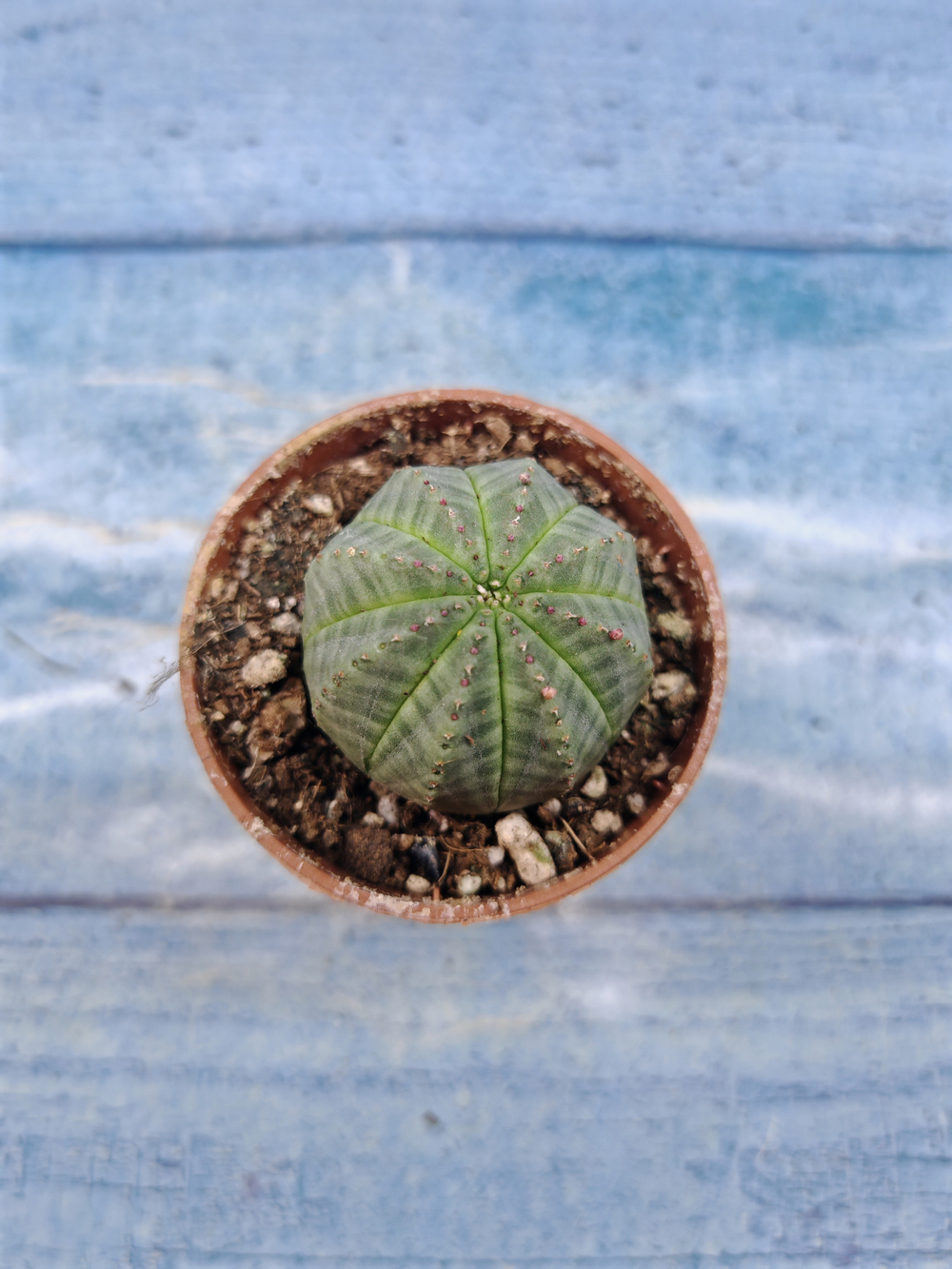 Euphoria Obesa (Эуфорбия)