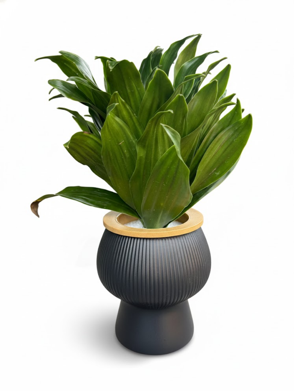 Драцена Sun God д. 11