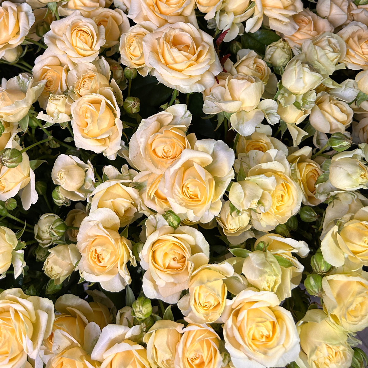 × 2 + 1 Букет сливочных кустовых роз