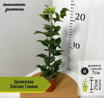 Дизиготека Элеганс Гемини, D7см Н25см, 1шт, Нидерланды
