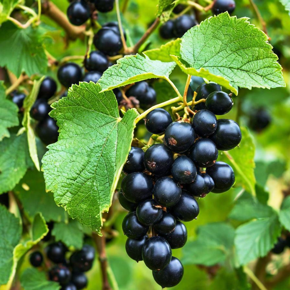 Смородина Пигмей черная