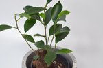 Фикус микрокарпа Гинсенг / Ficus microcarpa Ginseng
