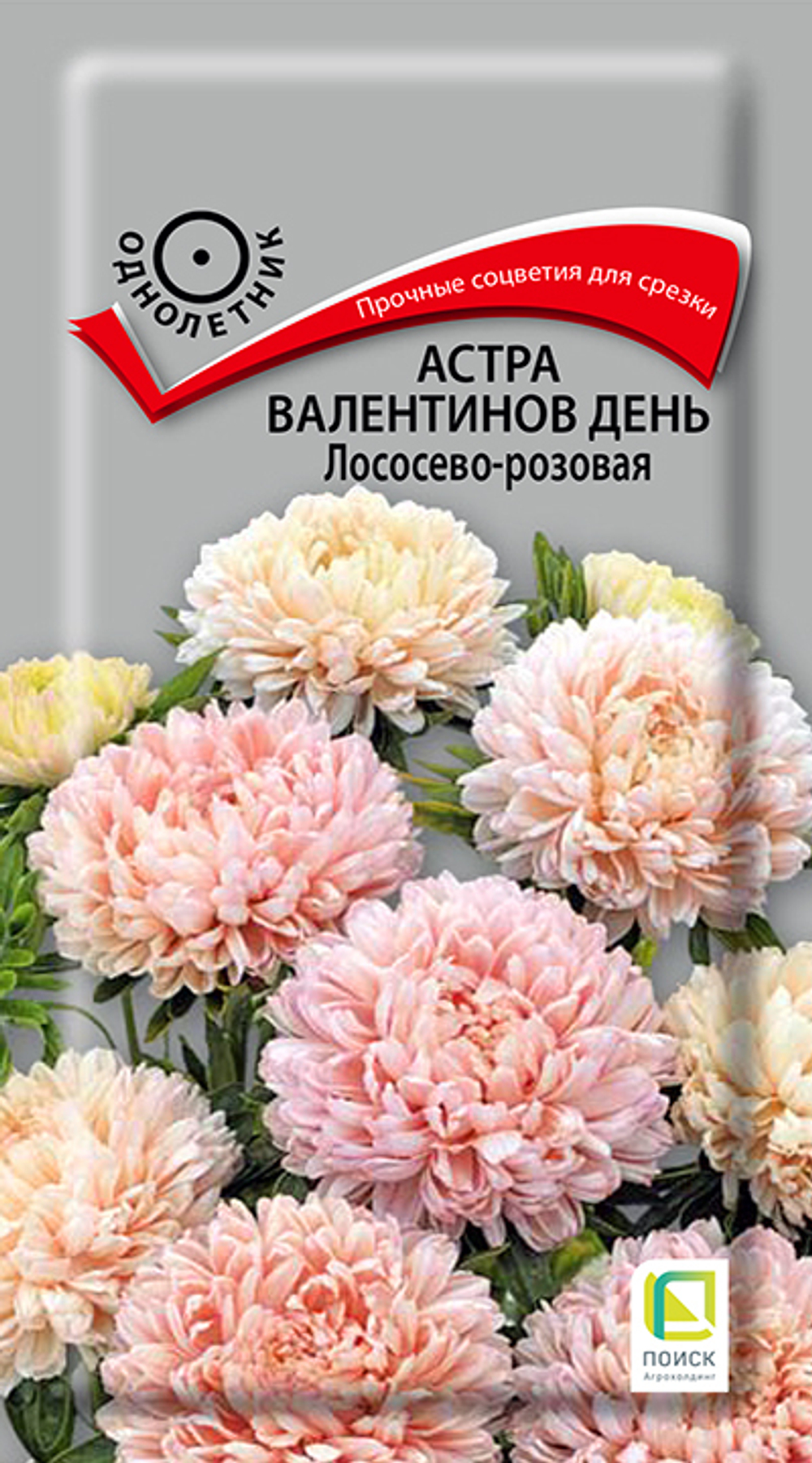 Астра Валентинов день Лососево-розовая