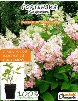 Саженец, Гортензия, Конфетти