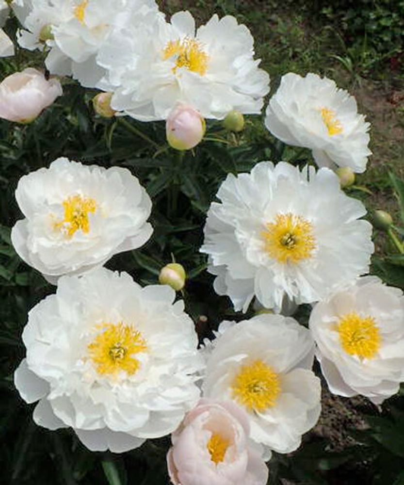 Пион Мисс Америка 3-5 почек Закупка М81 октябрь 2026