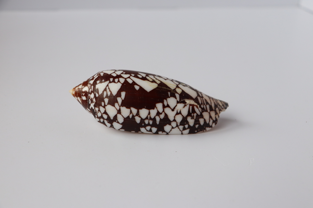 Конус ауликус (Conus aulicus) (скол на губе)
