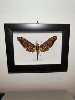 Бражник Adhemarius tigrina в рамке
