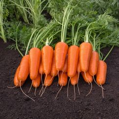 КАСПИЙ F1 семена моркови (Bejo | Alexagro)