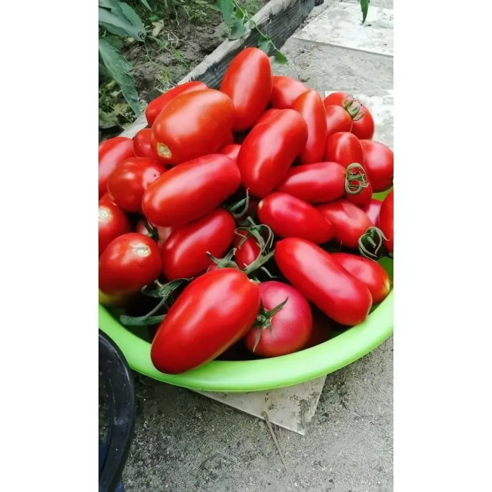 Семена Томат Непасынкующийся Цилиндрический (УД) Е/П