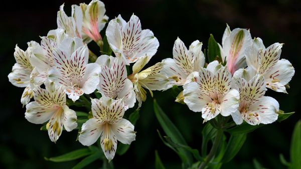 Как сохранить долговечность букета Альстромерии