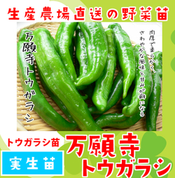 Сладкий Японский Чили Перец Манганджи Тогараши Киото - Manganji Togarashi Kioto - 万願寺とうがらし