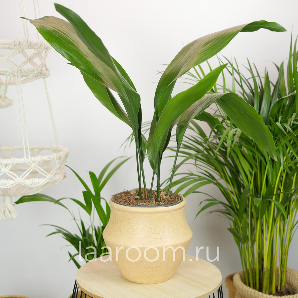 Аспидистра Элатиор 17/70